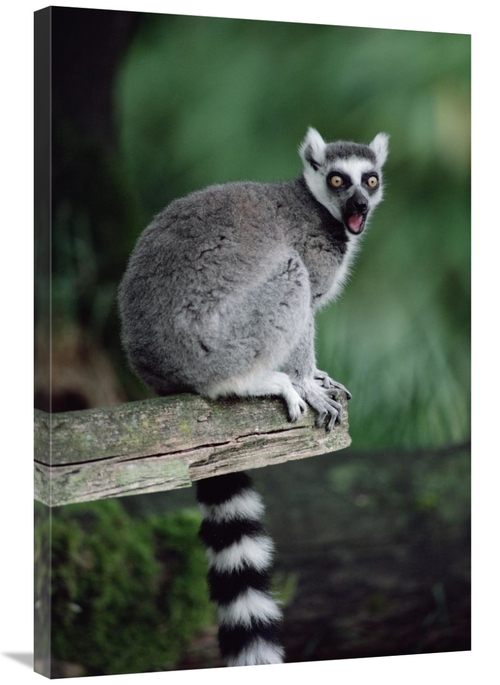 Global Gallery GCS-452811-2436-142 24 x 36 in. Ring-Tailed Lemur Calli