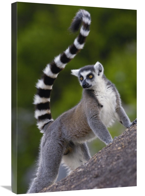 Global Gallery GCS-397953-2030-142 20 x 30 in. Ring-Tailed Lemur Portr