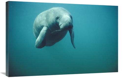 Global Gallery GCS-395648-2436-142 24 x 36 in. West Indian Manatee or 