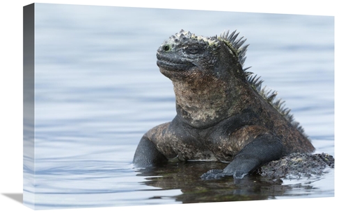 Global Gallery GCS-395628-1624-142 16 x 24 in. Marine Iguana on Rock i