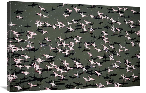 Global Gallery GCS-451979-2436-142 24 x 36 in. Lesser Flamingo Flock F