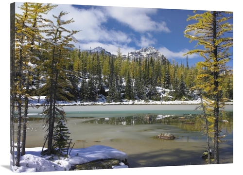 Global Gallery GCS-397087-3040-142 30 x 40 in. Boreal Forest in Light 