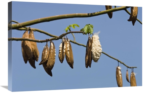 20 x 30 in. Kapok Ripe Fruits, India Art Print - Konrad Wothe