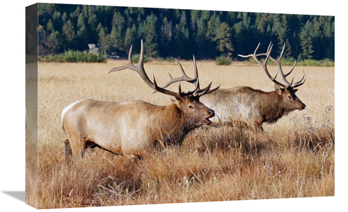 Global Gallery GCS-486459-22-142 22 in. Confrontation Art Print - Vic 