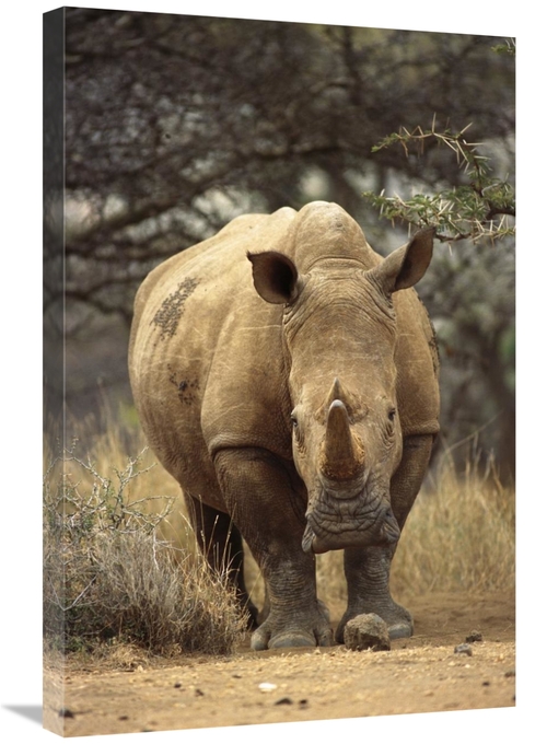 Global Gallery GCS-395759-2030-142 20 x 30 in. White Rhinoceros Female