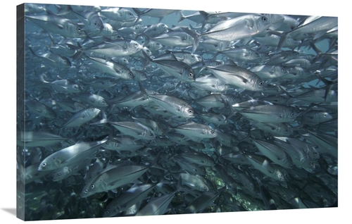 Global Gallery GCS-453561-2436-142 24 x 36 in. Bigeye Trevally School&