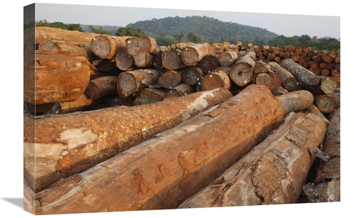 Global Gallery GCS-398092-1624-142 16 x 24 in. Logged Timber From the 