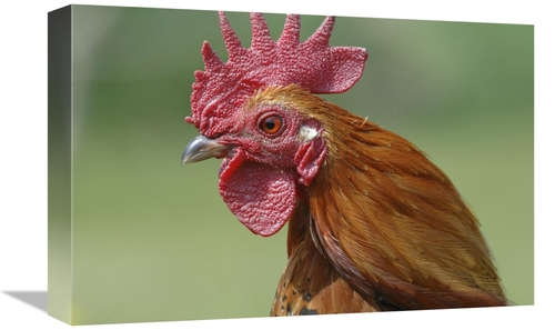 Global Gallery GCS-395372-1218-142 12 x 18 in. Portrait of A Cockerel 