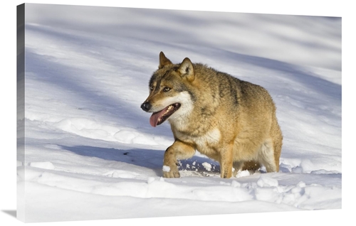 Global Gallery GCS-398513-2436-142 24 x 36 in. Wolf Walking in Snow&#4