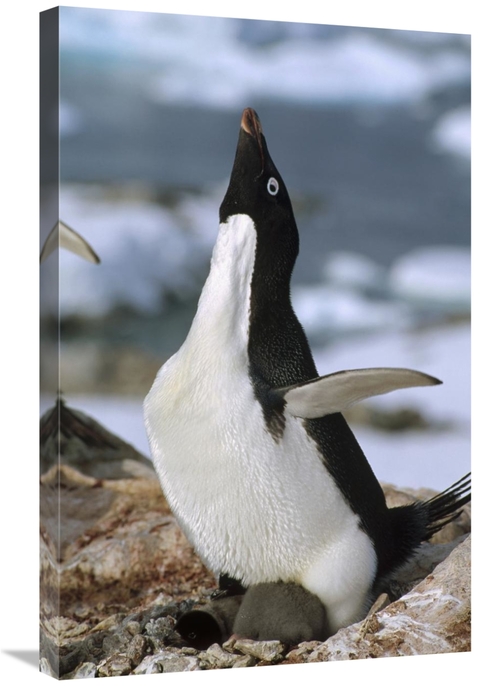 Global Gallery GCS-451282-2030-142 20 x 30 in. Adelie Penguin on Nest 