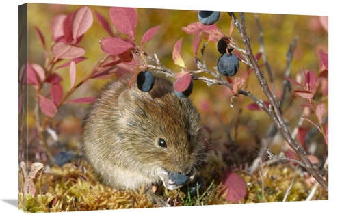 Global Gallery GCS-451876-2030-142 20 x 30 in. Northern Red-Backed Vol