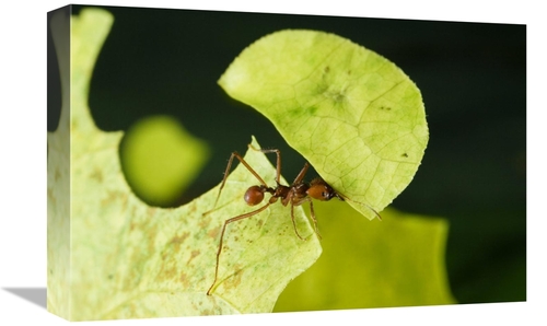Global Gallery GCS-452681-1218-142 12 x 18 in. Leafcutter Ant Ant Carr