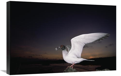 Global Gallery GCS-451521-2030-142 20 x 30 in. Swallow-Tailed Gull Dep