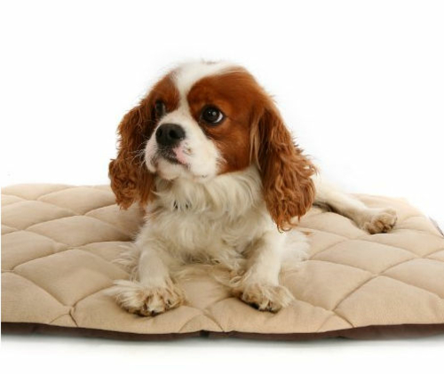 American Pet Diner 100FLLQC020 Flectabed Q 26 in. x 20 in. - Cream