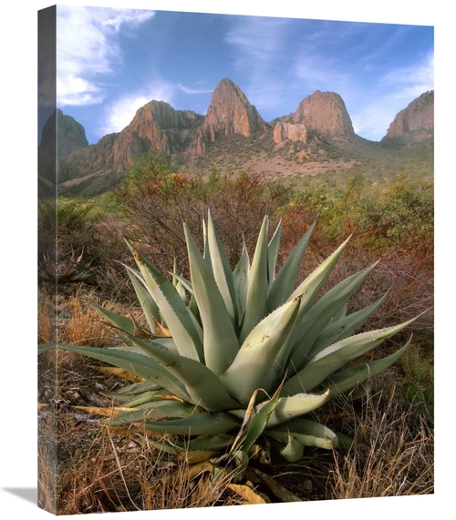 Global Gallery GCS-396744-1824-142 18 x 24 in. Chisos Agave & the Chis