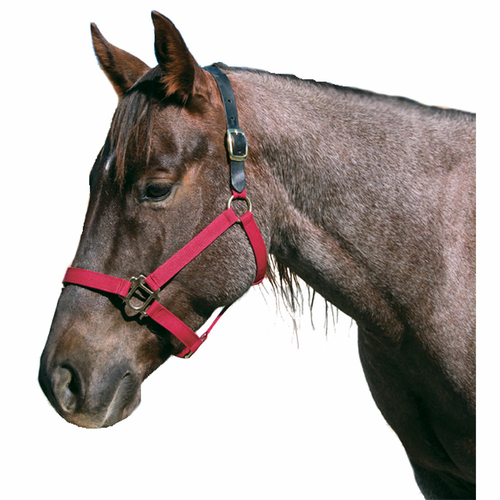Intrepid International 123044 Polyster Breakaway Horse Halter Cob,