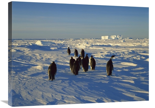 Global Gallery GCS-452390-2432-142 24 x 32 in. Emperor Penguin Group W