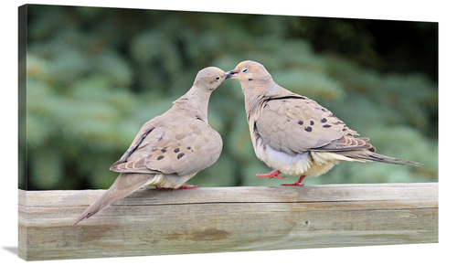 Global Gallery GCS-486419-44-142 44 in. The Love Birds Art Print - Vic