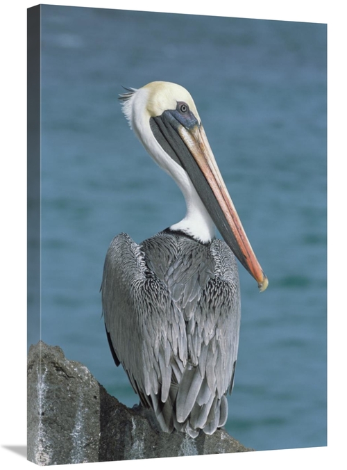 Global Gallery GCS-451516-2030-142 20 x 30 in. Brown Pelican Adult in 