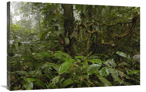 Global Gallery GCS-453080-2436-142 24 x 36 in. Primary Rainforest,