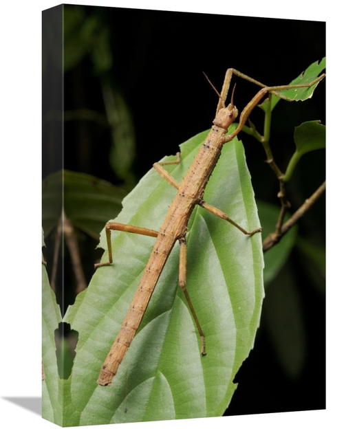 Global Gallery GCS-397538-1218-142 12 x 18 in. Stick Insect, North