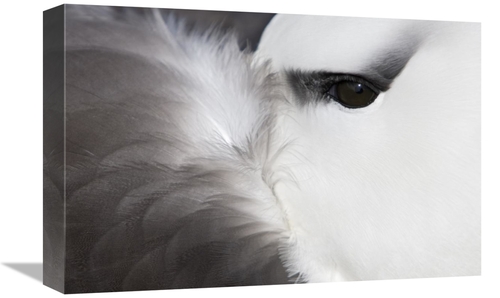 Global Gallery GCS-397865-1218-142 12 x 18 in. Black-Browed Albatross 