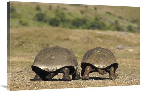 Global Gallery GCS-451375-2436-142 24 x 36 in. Galapagos Giant Tortois