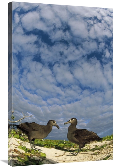 Global Gallery GCS-451438-2436-142 24 x 36 in. Black-Footed Albatross 