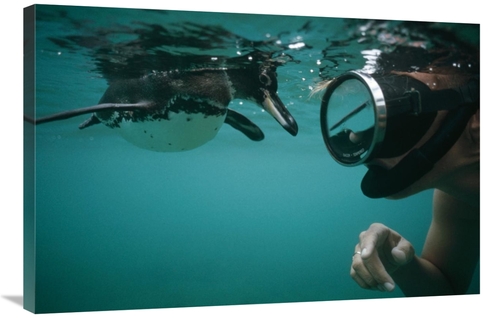 Global Gallery GCS-451046-2436-142 24 x 36 in. Galapagos Penguin Playi