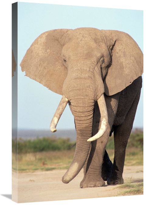 Global Gallery GCS-452747-2030-142 20 x 30 in. African Elephant Bull&#