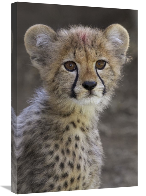 Global Gallery GCS-450858-2030-142 20 x 30 in. Cheetah Cub Portrait