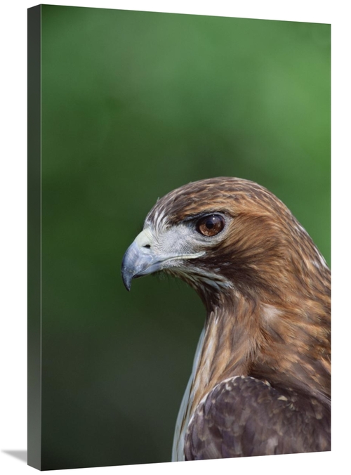 Global Gallery GCS-452353-2030-142 20 x 30 in. Red-Tailed Hawk Portrai