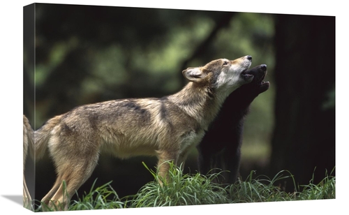 Global Gallery GCS-452998-1624-142 16 x 24 in. Timber Wolf Pups Howlin