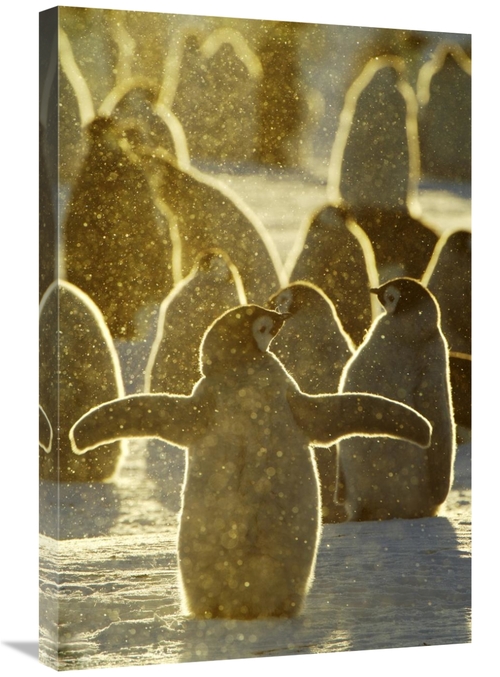 Global Gallery GCS-398283-2030-142 20 x 30 in. Emperor Penguin Chicks&