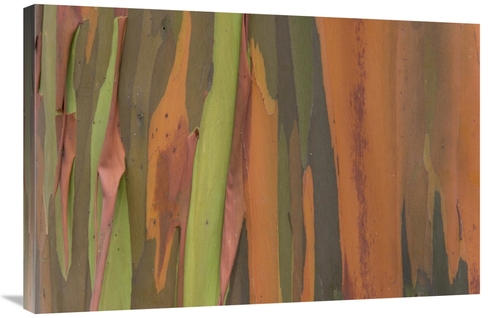 Global Gallery GCS-395292-2436-142 24 x 36 in. Gum Tree Bark Detail&#4