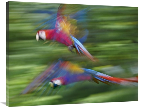 Global Gallery GCS-452250-3040-142 30 x 40 in. Scarlet Macaw Pair Flyi