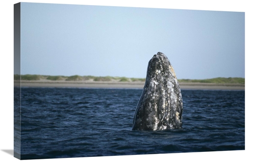 Global Gallery GCS-451169-2030-142 20 x 30 in. Gray Whale Adult Spy&#4