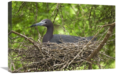 Global Gallery GCS-453354-1624-142 16 x 24 in. Little Blue Heron on Ne