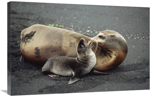 Global Gallery GCS-451160-2436-142 24 x 36 in. Galapagos Sea Lion Moth