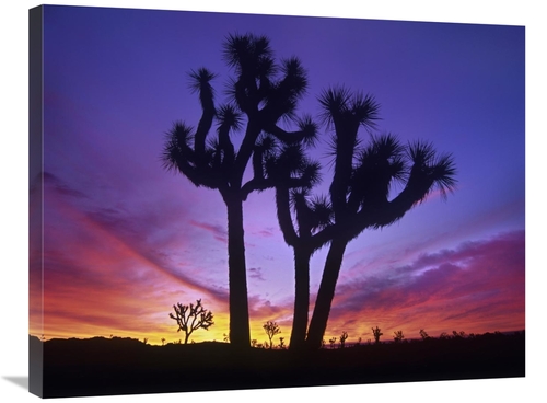 Global Gallery GCS-397007-2432-142 24 x 32 in. Joshua Trees at Sunrise
