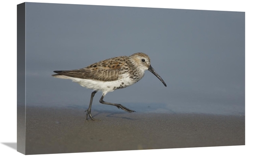 Global Gallery GCS-453329-1624-142 16 x 24 in. Dunlin Walking Along Sh