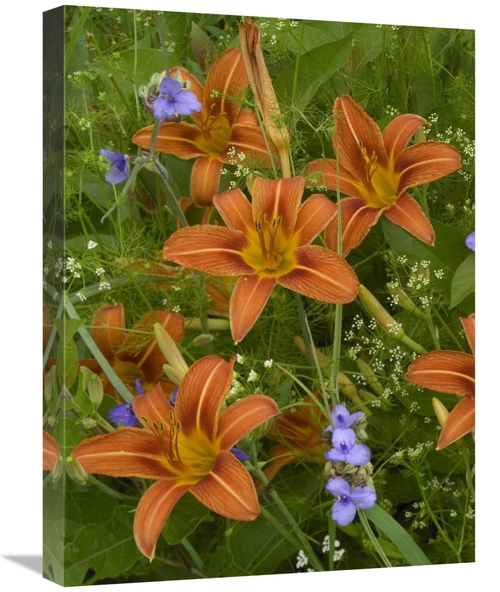 Global Gallery GCS-396416-1824-142 18 x 24 in. Orange Daylily with Vir