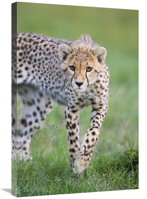 Global Gallery GCS-395819-2030-142 20 x 30 in. Cheetah 6 Month Old Cub