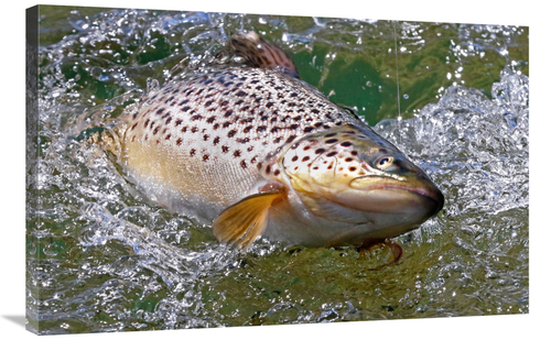 Global Gallery GCS-486577-36-142 36 in. Hooked Brown Trout Art Print -