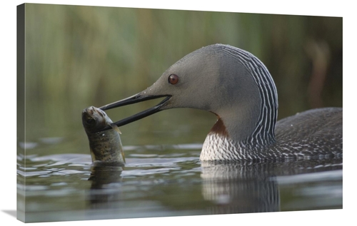 Global Gallery GCS-451935-2436-142 24 x 36 in. Red-Throated Loon with 
