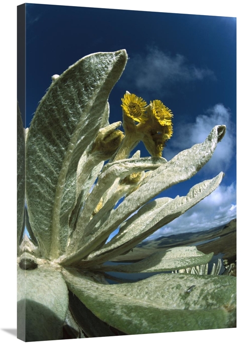 Global Gallery GCS-451641-2436-142 24 x 36 in. Frailejones Growing in 