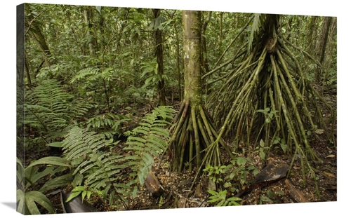 Global Gallery GCS-453174-2436-142 24 x 36 in. Stilt Roots on the Rain