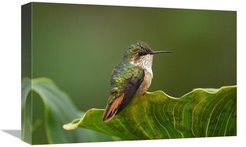 Global Gallery GCS-397642-1218-142 12 x 18 in. Scintillant Hummingbird