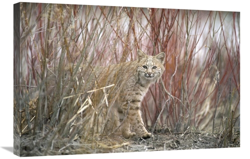 Global Gallery GCS-451865-2030-142 20 x 30 in. Bobcat Juvenile Emergin