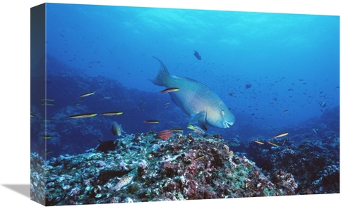 Global Gallery GCS-451243-1218-142 12 x 18 in. Redlip Parrotfish & Cor